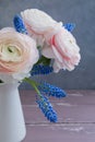 Pink Ranunculus and blue muscari on grey background. Spring postcard concept.
