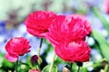 Pink ranunculus flower buttercup in blossom Royalty Free Stock Photo