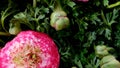 Pink ranunculus flower.buttercup flowers background.Pink buttercups. floral background.