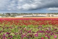 Pink ranunculus flower field during spring Royalty Free Stock Photo