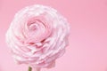 Pink ranunculus flower