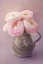 Pink ranunculus flowers