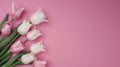 Pink ranunculus flowers are arranged in a row on a pink background. The flowers are facing the camera, with their stems Royalty Free Stock Photo