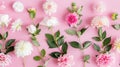 Pink ranunculus flowers are arranged in a row on a pink background. The flowers are facing the camera, with their stems Royalty Free Stock Photo