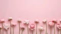 Pink ranunculus flowers are arranged in a row on a pink background. The flowers are facing the camera, with their stems Royalty Free Stock Photo