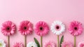 Pink ranunculus flowers are arranged in a row on a pink background. The flowers are facing the camera, with their stems Royalty Free Stock Photo