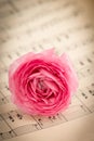 Pink ranunculus flowers with green leaves Royalty Free Stock Photo