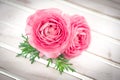 Pink ranunculus flowers with green leaves