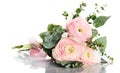 pink ranunculus flowers Royalty Free Stock Photo