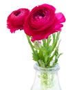 Pink ranunculus flowers Royalty Free Stock Photo