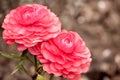 Pink ranunculus garden