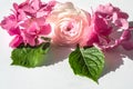 Pink ranunculus and hydrangea flowers on a white background. Beautiful still life, hard light. Top side view. Royalty Free Stock Photo