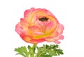 Pink ranunculus isolated on white