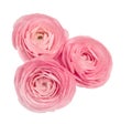 Pink ranunculus isolated white background Flower head