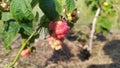 Pink raspberries ripen in the summer in the countryside under the sun