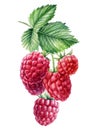 Pink raspberry berries on an isolated white background. Watercolor botanical illustration Royalty Free Stock Photo