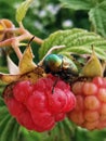 A pink raspberry berry, on which sits a golden emerald green small insect beetle Royalty Free Stock Photo