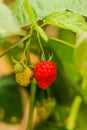 Pink raspberry on a branch with green leaves Royalty Free Stock Photo