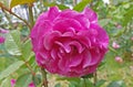 Pink-raspberry rose flower on a bush in the garden outdoors in soft sunlight against a background of green leaves Royalty Free Stock Photo