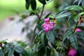 Pink ravenia flower, evergreen ornamental plant