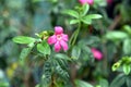 Pink ravenia flower, evergreen ornamental plant