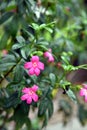 Pink ravenia flower, evergreen ornamental plant