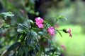 Pink ravenia flower, evergreen ornamental plant