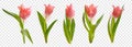 Pink realistic vector tulips flowers isolated on transparent background