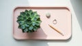 A pink rectangular tray with a succulent possibly Echeveria spp Royalty Free Stock Photo