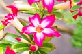 Pink, red adenium flowers with blue green leaves background. Royalty Free Stock Photo