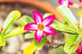 Pink red adenium flowers with blue green leaves background. Popularly grown as ornamental plant Royalty Free Stock Photo