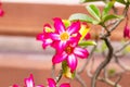 Pink red adenium flowers with blue green leaves background. Received the nickname \