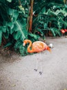 Pink red American Flamingo in natural environment outdoors. Royalty Free Stock Photo