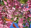 Pink red apple blossom flowers on tree branch spring nature gardening floralr