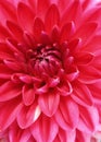 pink-red background with macro dahlia bud in the sun in the summer garden