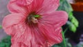 Pink and red beautiful Hollyhocks flower bright red color sways in the wind.