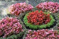 Pink and red Begonia in flower bed Royalty Free Stock Photo