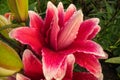 Pink, red blooming Lily Flower in the garden. Rich saturated color. Lily flower. Royalty Free Stock Photo