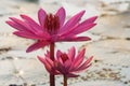 Pink red blooming waterlily with soft focus of morning sunlight reflection in a pond Royalty Free Stock Photo