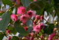 pink red blossoms of the Australian native Mugga or Red Ironbark Eucalyptus sideroxylon Royalty Free Stock Photo