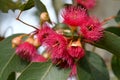 pink red blossoms of the Australian native Mugga or Red Ironbark Eucalyptus sideroxylon Royalty Free Stock Photo