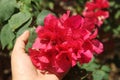 pink red bougainvillea flower on hand Royalty Free Stock Photo