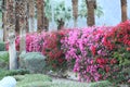 Pink and Red Bougainvillea plants on a fence Royalty Free Stock Photo