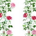 Pink and red bush roses botanical flowers. Watercolor background illustration set. Seamless background pattern.