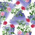 Pink and red bush roses botanical flowers. Watercolor background illustration set. Seamless background pattern.