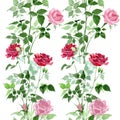Pink and red bush roses botanical flowers. Watercolor background illustration set. Seamless background pattern.