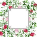 Pink and red bush roses floral botanical flowers. Watercolor background illustration set. Frame border ornament square. Royalty Free Stock Photo