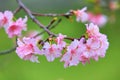 Pink with red cherry blossom flowers closeup Royalty Free Stock Photo