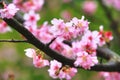 Pink with red cherry blossom flowers closeup Royalty Free Stock Photo