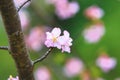 Pink with red cherry blossom flowers closeup Royalty Free Stock Photo